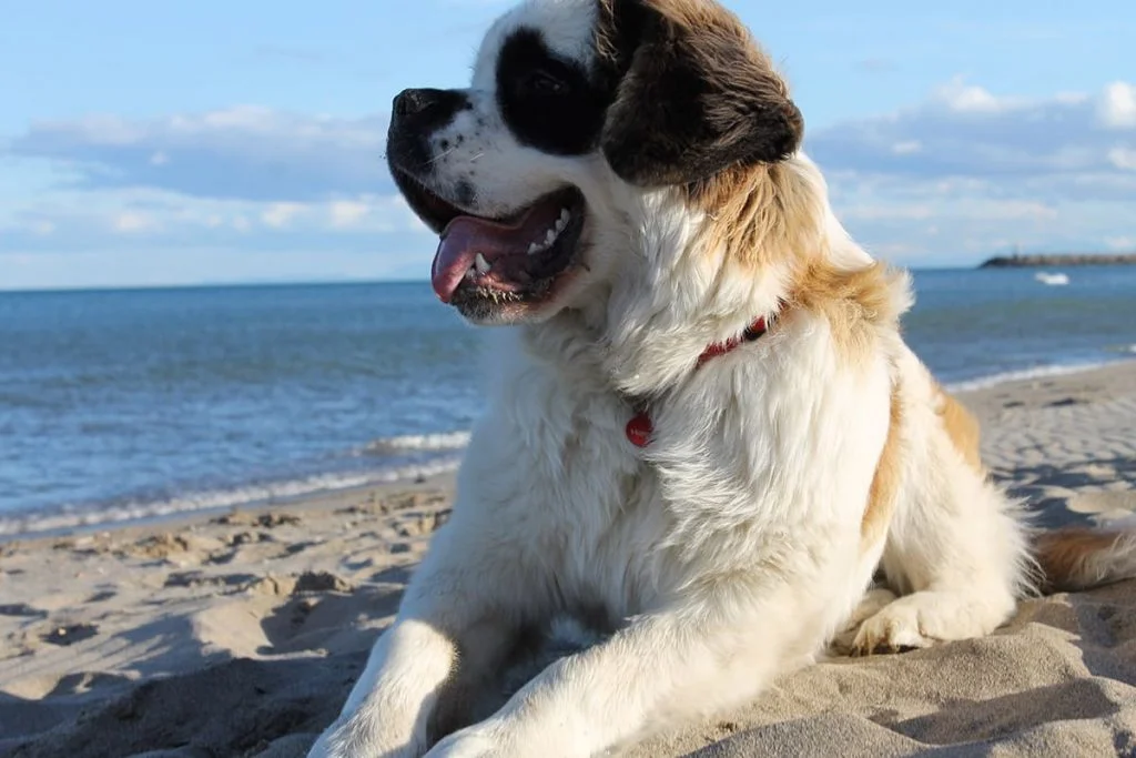 cagnolino2_spiaggia