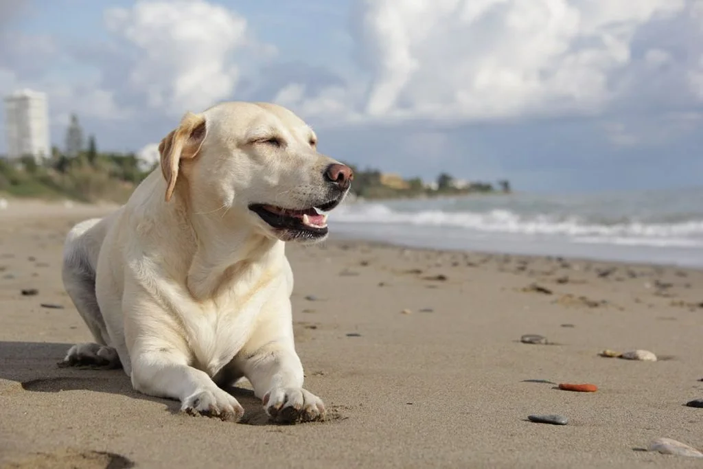 cagnolino_spiaggia